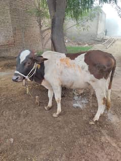 Bull Bachra In Reasonable Price