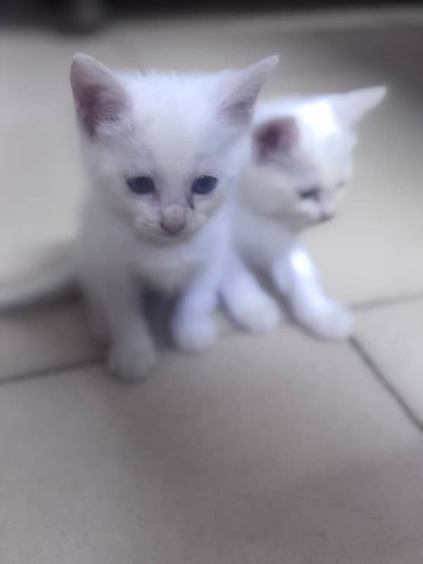 Small two cats 2