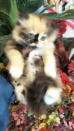 Persian kittens / cute kittens /cat / cat baby / cat for sale