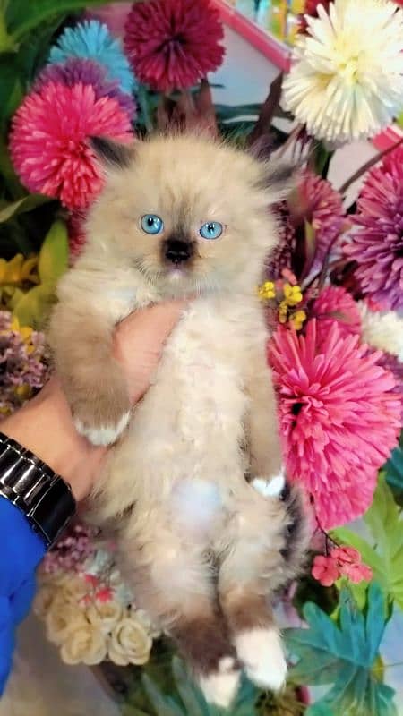 Persian kittens / cute kittens /cat / cat baby / cat for sale 4