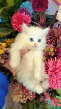 Persian kittens / cute kittens /cat / cat baby / cat for sale