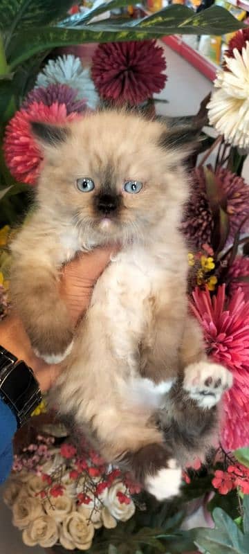 Persian kittens / cute kittens /cat / cat baby / cat for sale 3