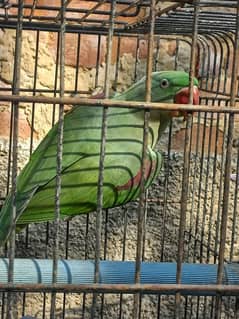 raw parrot male