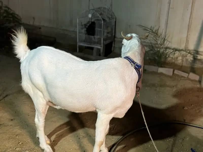 female gaban goat 0