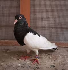 megpie pigeon (Male)