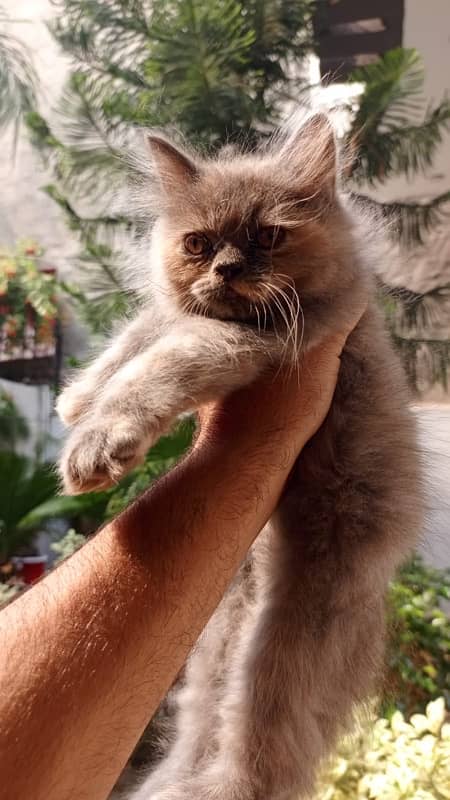 Persian. cat. For. sale. Female 0