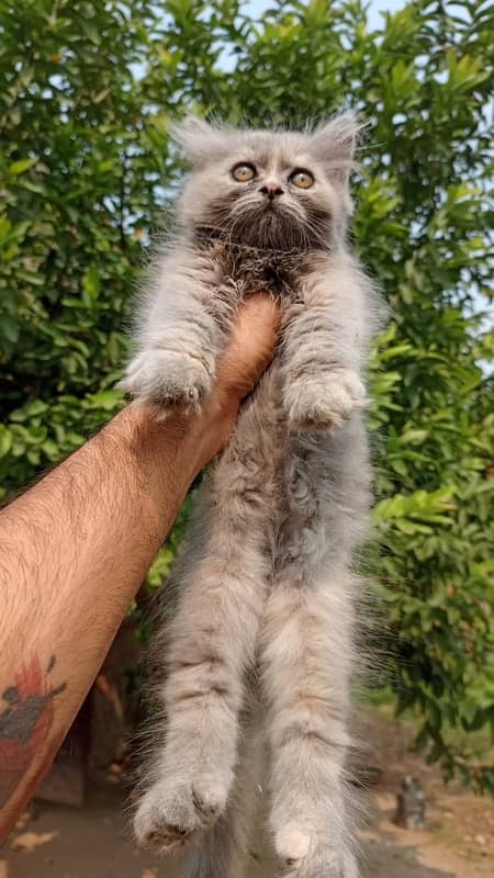 Persian. cat. For. sale. Female 1