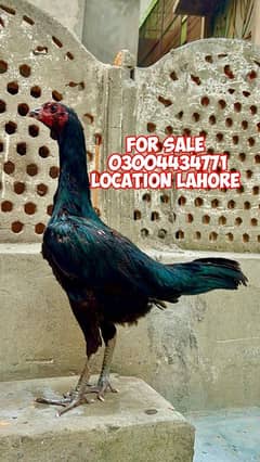 Pakoyai females 03004434771