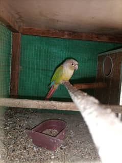 Pineapple conour/conure parrot semi tame Price Kam ho jaya gi read add