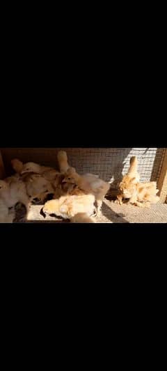 golden heavy buff chicks for sale 03096360200