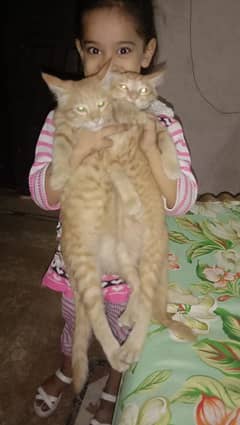 Persian pair for sale urgent