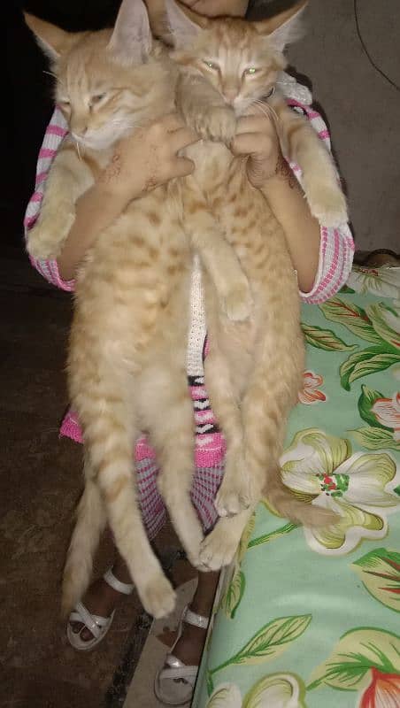 Persian pair for sale urgent 1