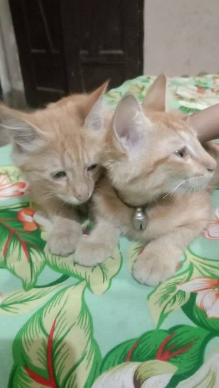 Persian pair for sale urgent 3