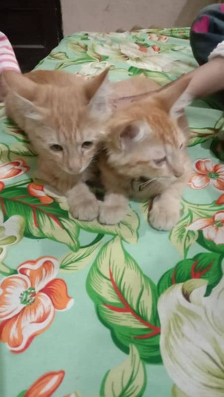 Persian pair for sale urgent 4