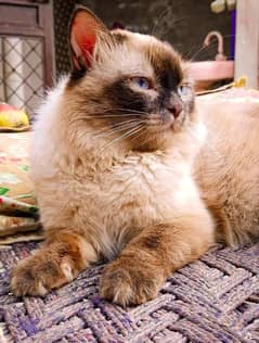 Ragdoll Cat|Mature|Easy to handle|Responsible|