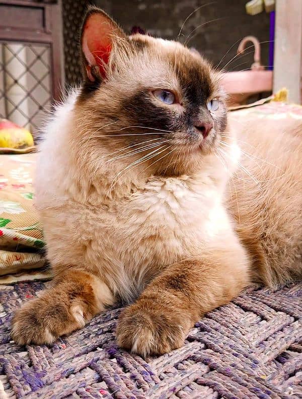 Ragdoll Cat|Mature|Easy to handle|Responsible| 0