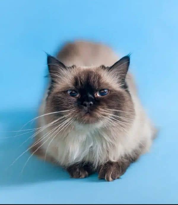 Ragdoll Cat|Mature|Easy to handle|Responsible| 1