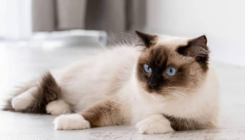 Ragdoll Cat|Mature|Easy to handle|Responsible| 2