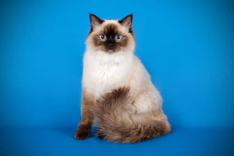 Ragdoll Cat|Mature|Easy to handle|Responsible| 3