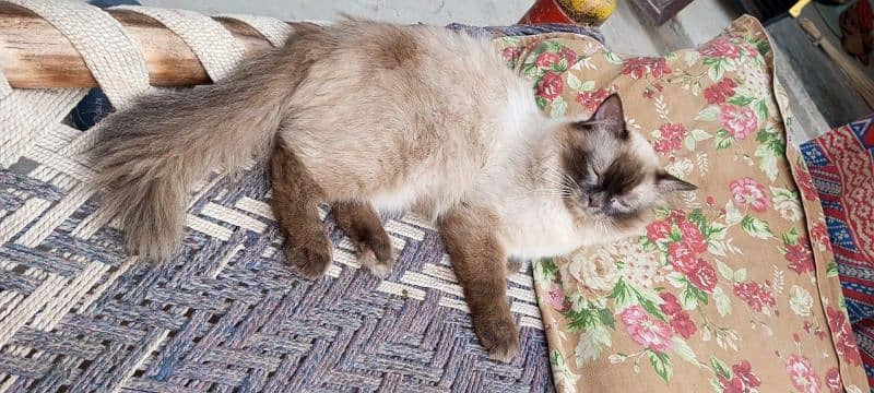 Ragdoll Cat|Mature|Easy to handle|Responsible| 4