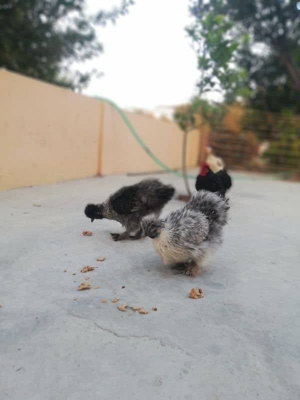 Light sussexs pair or silkie pair and black bantam Male 03709270458 0