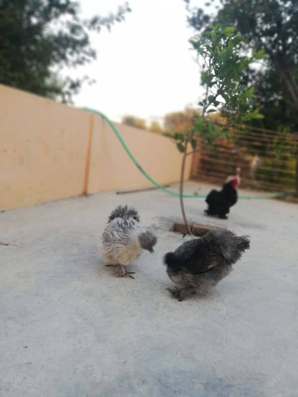 Light sussexs pair or silkie pair and black bantam Male 03709270458 2