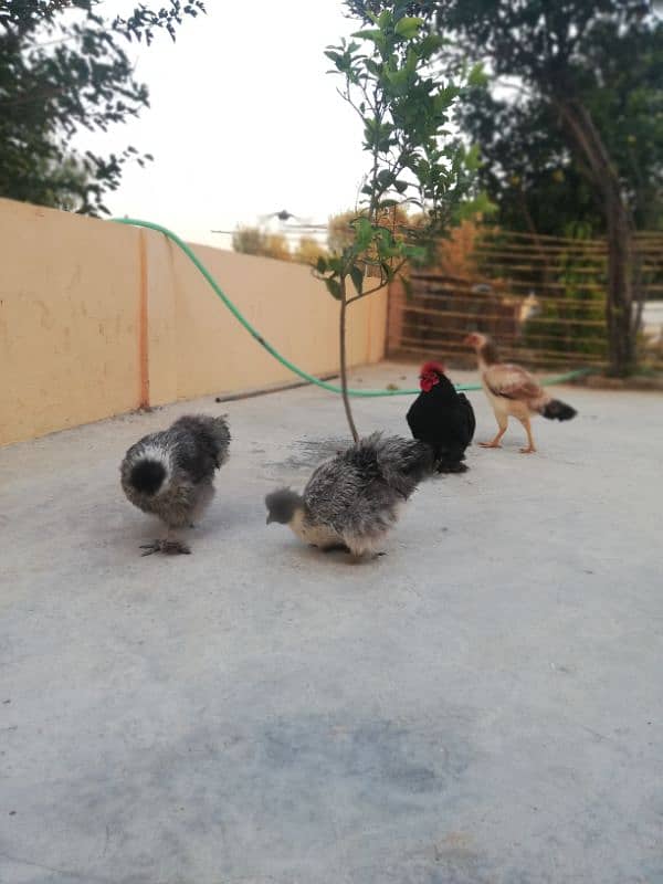 Light sussexs pair or silkie pair and black bantam Male 03709270458 3