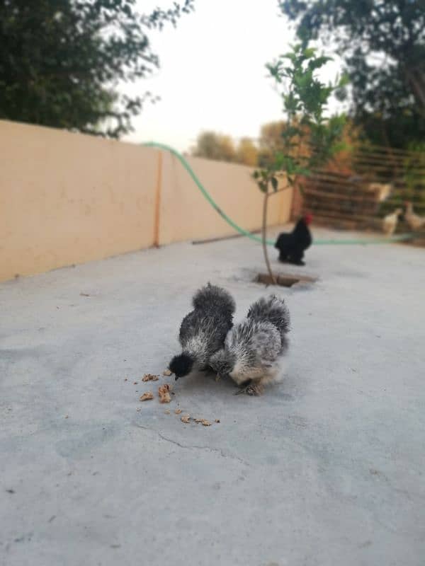 Light sussexs pair or silkie pair and black bantam Male 03709270458 4