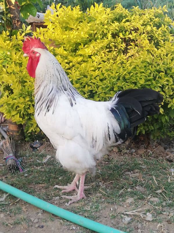 Light sussexs pair or silkie pair and black bantam Male 03709270458 6