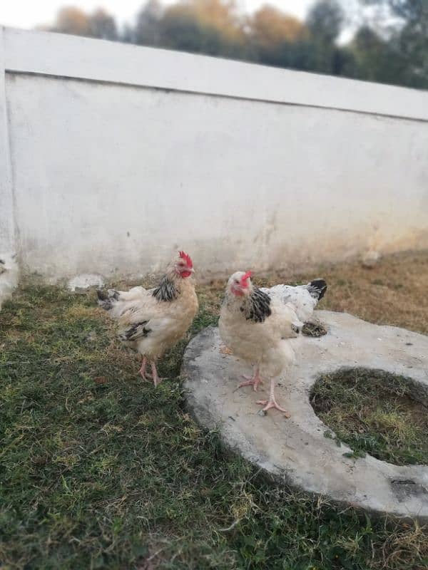 Light sussexs pair or silkie pair and black bantam Male 03709270458 7