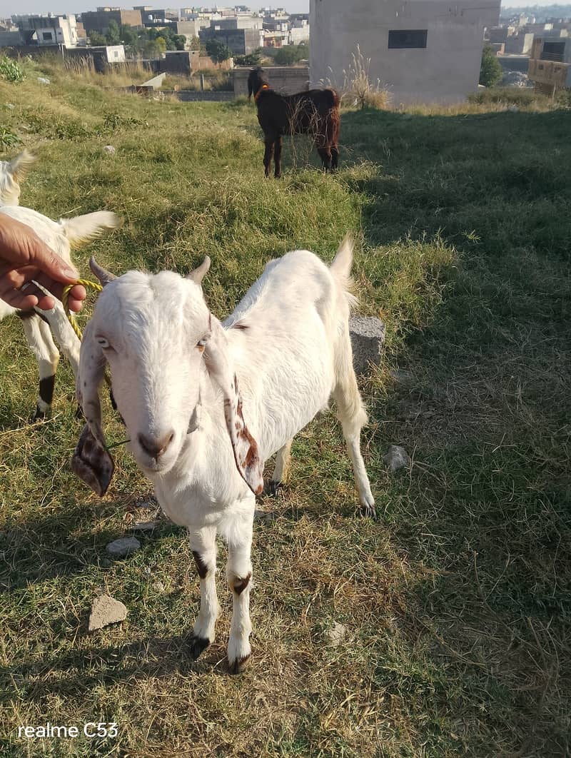 desi bakri 2