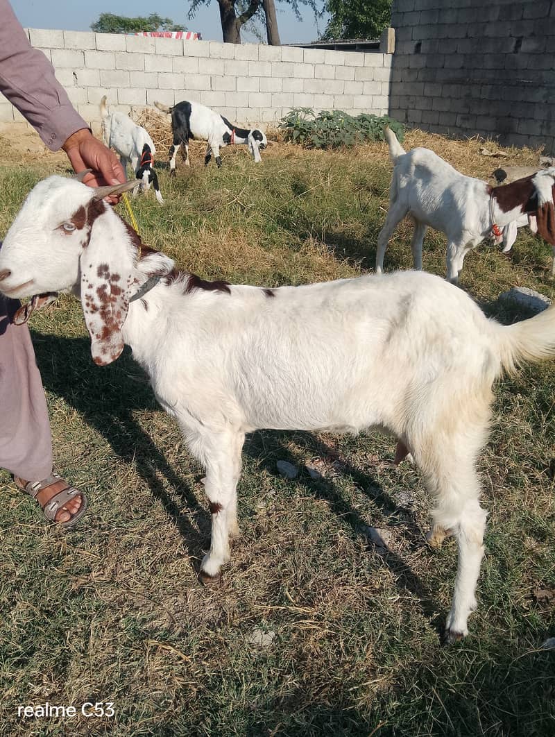 desi bakri 3