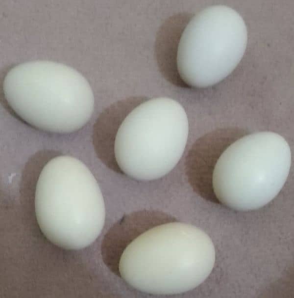 white heera aseel eggs 1