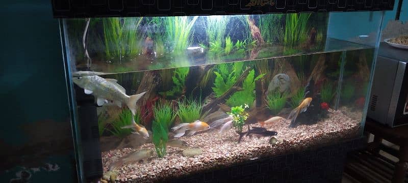 Aquarium fish Tank 1