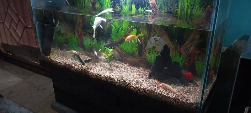 Aquarium fish Tank 2