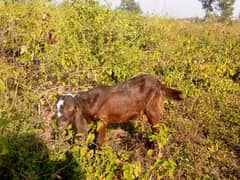 bakra