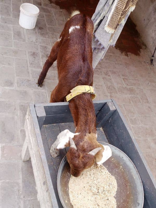 full brown ghar ka phalla hua Desi bakra 0