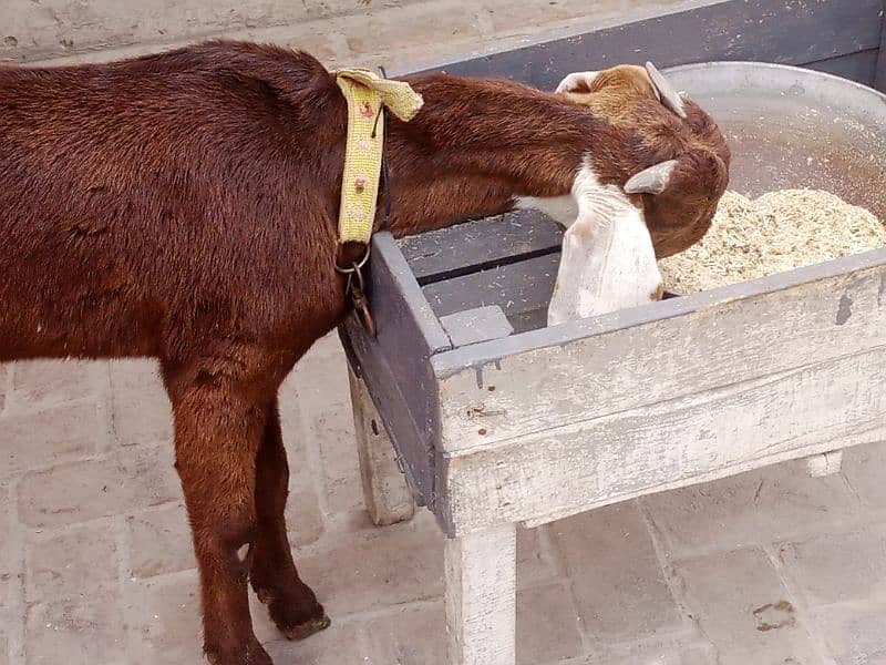 full brown ghar ka phalla hua Desi bakra 1