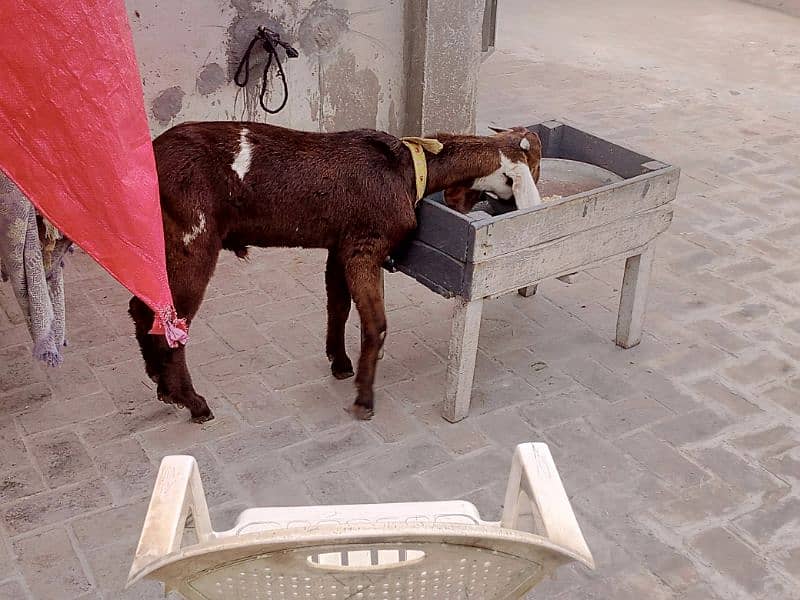 full brown ghar ka phalla hua Desi bakra 2