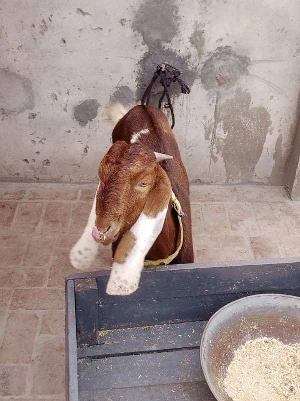 full brown ghar ka phalla hua Desi bakra 3