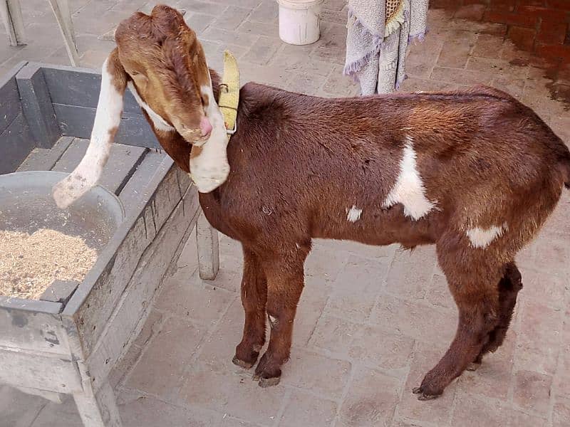 full brown ghar ka phalla hua Desi bakra 4