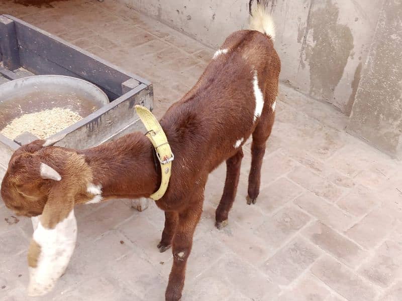 full brown ghar ka phalla hua Desi bakra 6