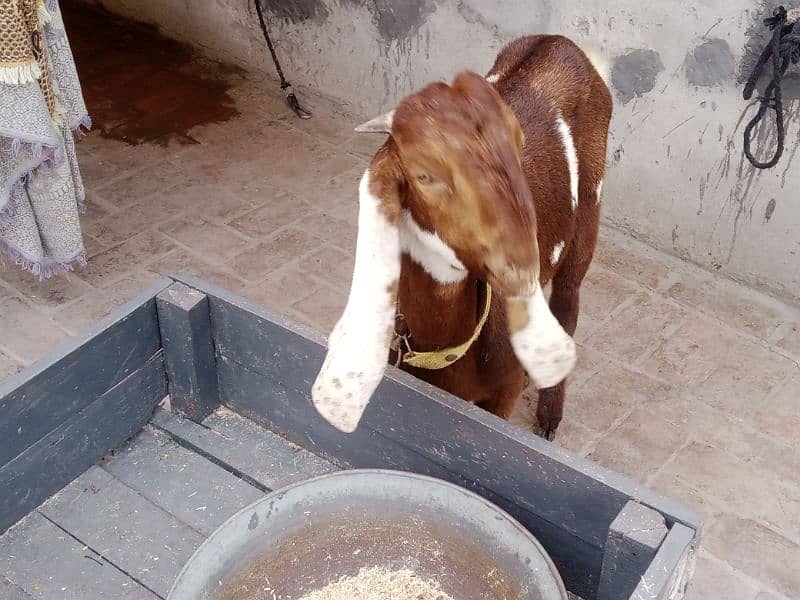 full brown ghar ka phalla hua Desi bakra 7