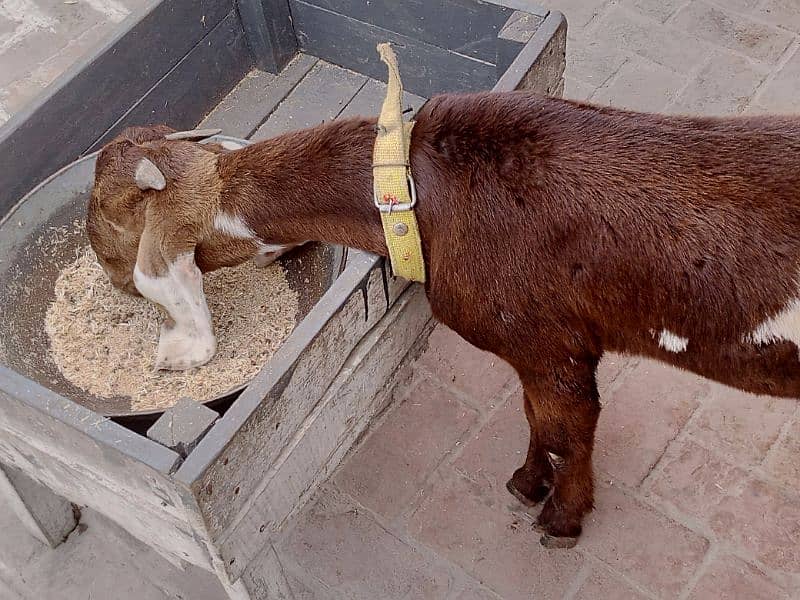 full brown ghar ka phalla hua Desi bakra 8