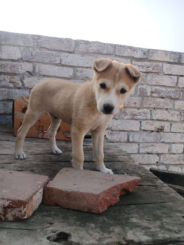 Male dog Siberian husky age 2month 0