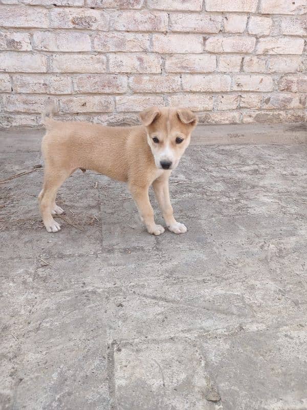 Male dog Siberian husky age 2month 1