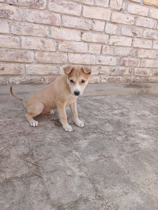 Male dog Siberian husky age 2month 2