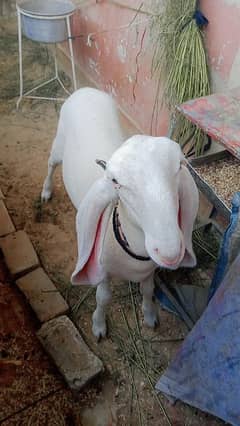 larkana female gulabi