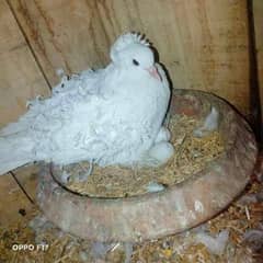 White Frill,Back Set-up pigeon