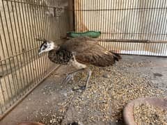 peacock young female